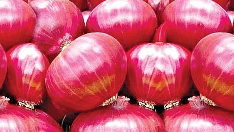 पेर कांदा लागवडीचे फायदे