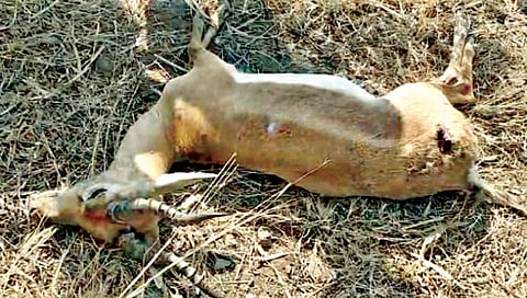सोलापूर  : कारच्या धडकेत काळविटाचा मृत्यू