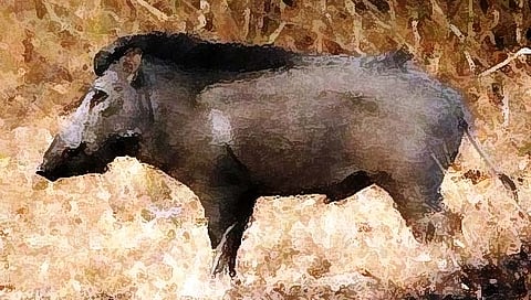 यवतमाळ : रानडुक्कराच्या हल्ल्यात शेतकरी बापलेक गंभीर जखमी 