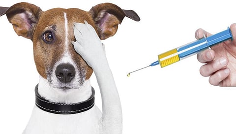 Animal Health : प्राण्यांवरील पहिली कोरोना लस तयार! २३ लष्करी कुत्र्यांवरील ट्रायल यशस्वी 