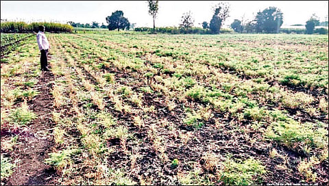 घाटेअळी चा हरभरा पिकावर हल्लाबोल