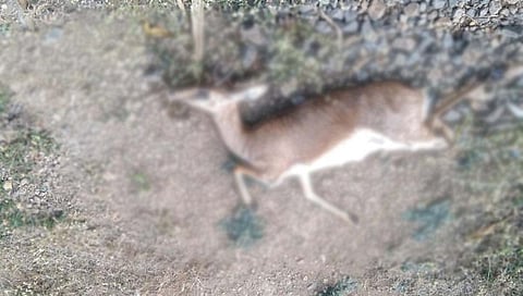 पुणे : अज्ञात वाहनाच्या धडकेत चिंकारा हरीण जागीच ठार