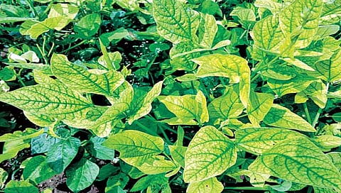 टाळा सूक्ष्म अन्‍नद्रव्यांची कमतरता