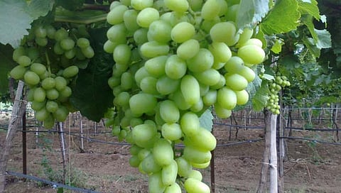 Grape growers worried