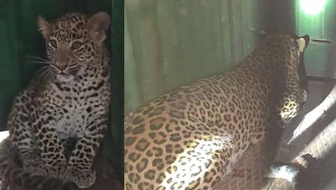 leopard : वनविभागाने लावलेल्या पिंजऱ्यात बिबट्या मादीसह पिल्लू कैद  
