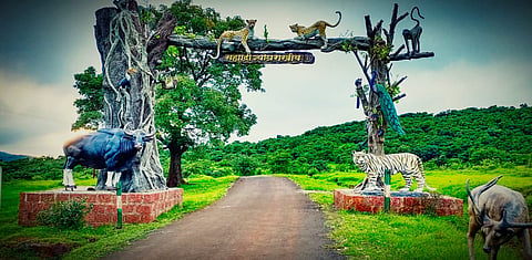 चांदोली राष्ट्रीय उद्यानात आजपासून पर्यटकांना प्रवेश बंदी