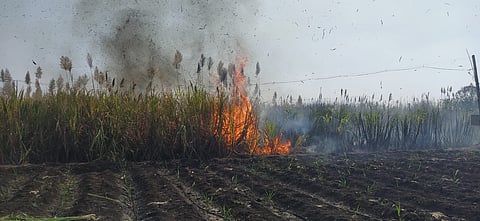 सांगली : कडेगावात शॉर्ट सर्किटमुळे १५ एकरातील ऊस जळून खाक