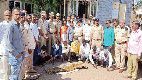 Leopard skin : बिबट्याच्या कातडीची तस्करी करणार्‍या सात जणांच्या आवळल्या मुसक्या