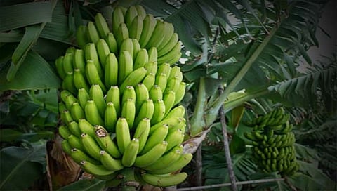 केळी लागवडीतून करा अर्थार्जन, पीक घ्या वर्षभर केव्हाही