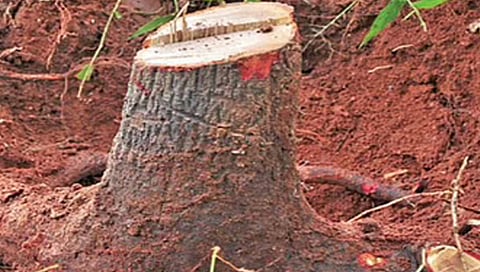 जत : वाळेखिंडीत चंदनाचे झाड चोरून नेण्याचा प्रयत्न