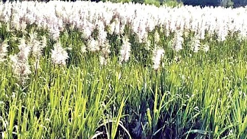 सातारा : फड सांभाळ तुर्‍याला गं आला…