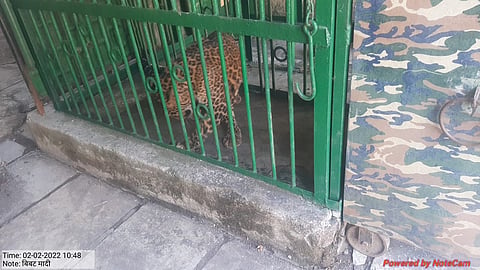 पकडलेली जखमी बिबट मादी.