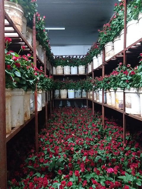 Red Rose