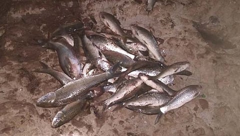 जल प्रदुषणामुळे पंचगंगा नदी मध्ये मृत माशांचा खच