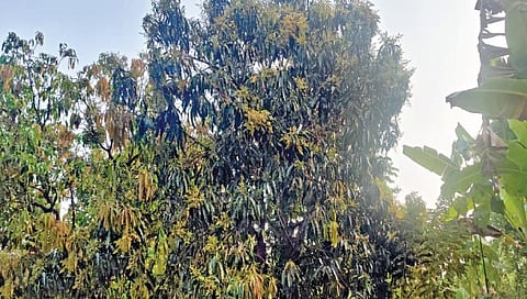 सध्याच्या वातावरणाचा आंबा मोहराला  फटका बसण्याची भीती 