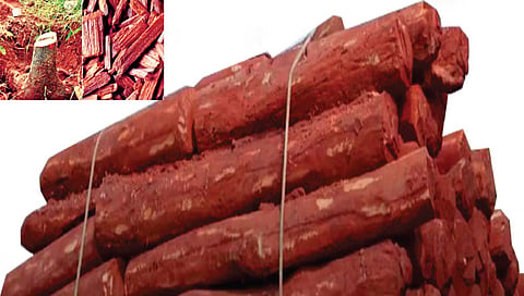 Miraj Crime : मिरज बनले चंदन तस्करीचे ‘सिंडीकेट’, रक्तचंदनाच्या तस्करीमुळे शहर पुन्हा ‘हिटलिस्ट’वर