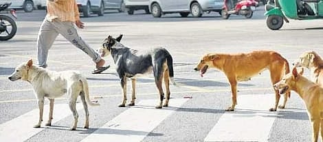 stray dogs