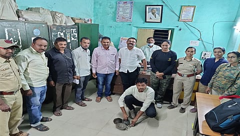 नंदुरबार : घरातून दुर्मिळ जातीचे चार कासव जप्त; एकास अटक