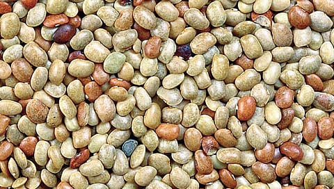 कुळीथाचा उत्तम पर्याय