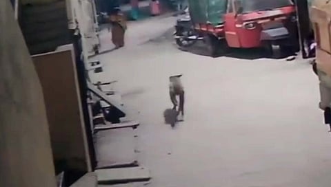 Dog Attack