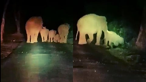 दोडामार्ग : घाटीवडे राज्यमार्गावर हत्तींचा वावर; नागरिक धास्तावले