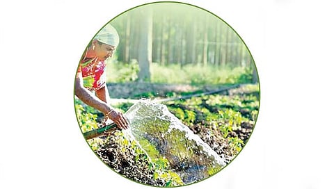 कोल्हापूर : शेती अन् शेतकर्‍यांसाठी दिवसाच वीज फायद्याची!