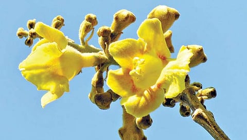 पुणे : वसंत ऋतू म्हणजे चैत्र-वैशाख नव्हे..!