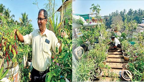 गोवा : घराच्या गच्चीवर फुलविली बाग