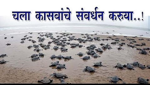 कासव संवर्धन : गालजीबाग येथे होणार मरिन इंटरप्रेटेशन्स सेंटर ;कासव संवर्धनासाठी उपयुक्‍त