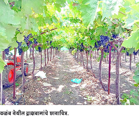 बाजारभाव घसरल्याने द्राक्ष उत्पादक संकटात; उत्पादन खर्चही निघेना