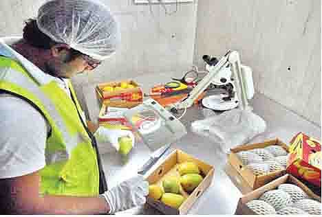 Mango Prossesing