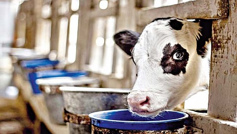Dairy animals : दुभत्या जनावरांचे उन्हाळ्यातील व्यवस्थापन