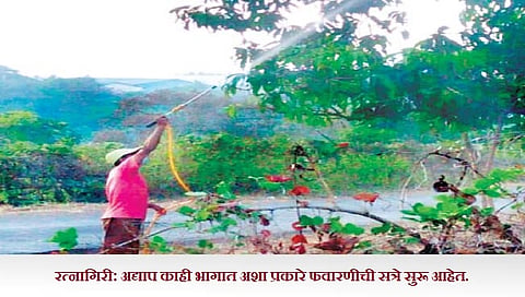 रत्नागिरी : फळांचा राजा अडचणीत; पंचनामे बासनात