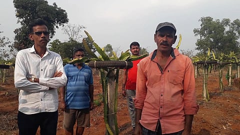 Dragon Fruit Cultivation : आधुनिक शेतीचा मंत्र, दापोलीत पहिल्यांदाच फुलली ड्रॅगन फ्रूटची शेती