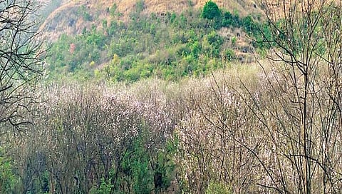 सातारा : शामगाव घाटात वृक्षांच्या रंगांची उधळण
