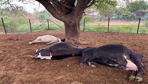 पुणे : वीज पडून शेतकऱ्याच्या तीन गाई ठार    