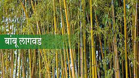 नाशिक www.pudhari.news