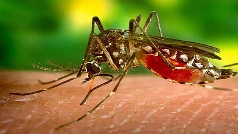 Malaria patients
