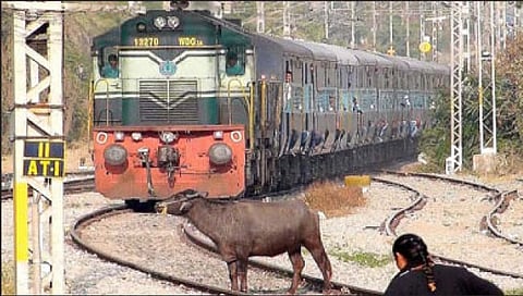 राजापूर : रेल्वे ट्रॅकवर दगावताहेत गुरे; शेतकर्‍यांचे नुकसान