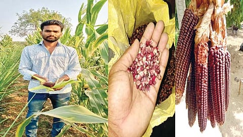 कविट गावातील शेतकर्‍यांनी घेतले काळ्या मक्यातून विक्रमी उत्पन्न