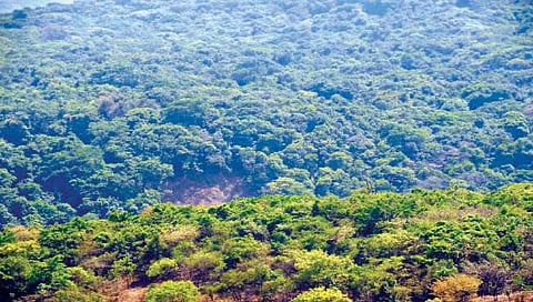 धुळे : वन्यप्राण्यांच्या हल्ल्यांमुळे होणार्‍या नुकसानीसाठी तातडीने उपाययोजना कराव्यात-आ.कुणाल पाटील