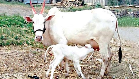 महाबळेश्वर : मांघर होणार खिलार गायीचं देशातील पहिलं गाव