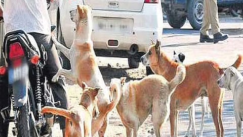 Stray Dogs | भटक्या कुत्र्यांच्या हल्ल्यांपासून नागरिकांचे संरक्षण करा, पण कायदा हातात घेऊ नका : हायकोर्ट