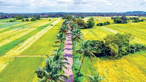 सोलापूर : ग्रीन फिल्ड कॉरिडोरचे संग्रहित छायाचित्र. 