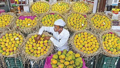रत्नागिरी : अंतिम टप्प्यातील आंबा व्यवसायही अडचणीत