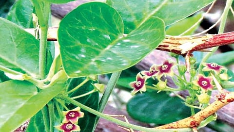 पुण्यातील ‘बीएसआय’ने शोधली अस्थमावरील रामबाण औषधी वनस्पती