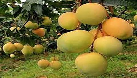 पुणे : फळांच्या राजाला उष्णता सोसवेना