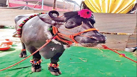 कागलच्या कृषी प्रदर्शनात एक कोटीचा महाकाय रेडा
