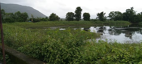 Kamshet: Hundreds of inverted lotus ponds