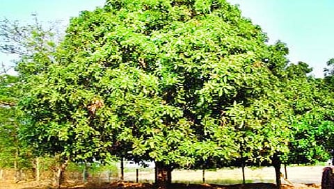 बीड : अवीट चवीचा गावरान आंबा होतोय हद्दपार; आर्थिक उत्‍पन्न कमी, आंबे लागवडीकडे कल